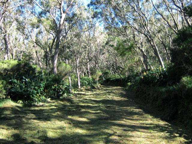 La superbe piste des Camélias, bien nettoyée pour le passage d'une course de VTT