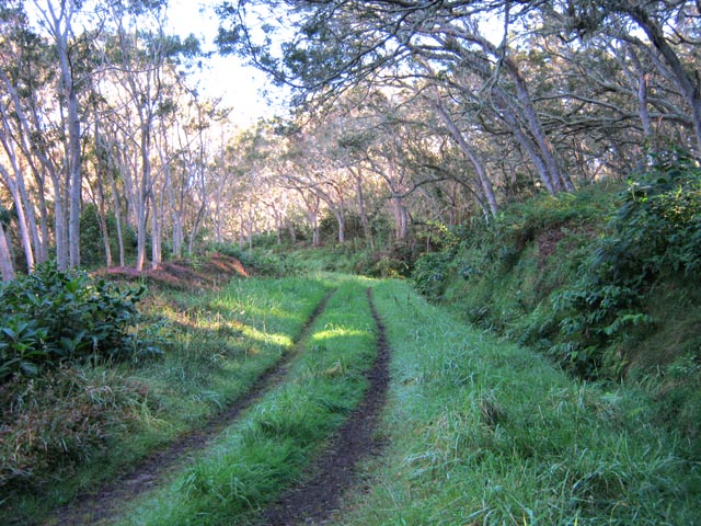 On coupe une belle piste près du Sentier des Tamarins