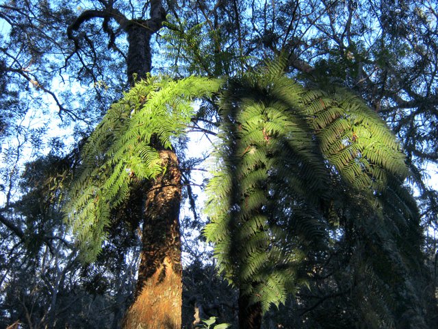 Quelques fanjans survivent sous les futaies de tamarins