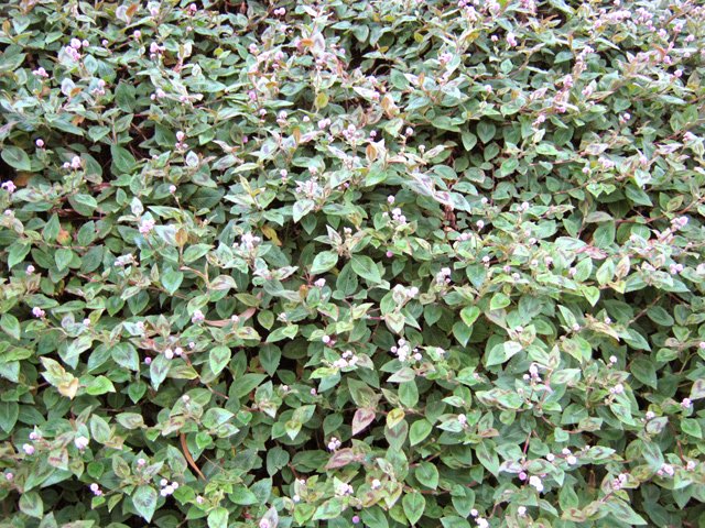 Les renouées occupent tous les fossés en bordure de route