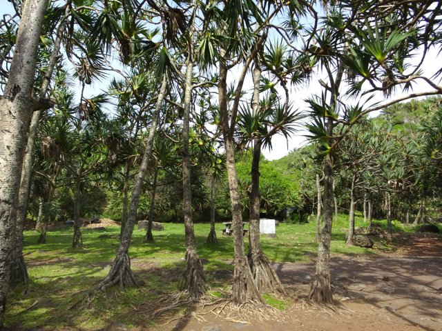 Des tables de pique-nique attendent les randonneurs sous les vacoas