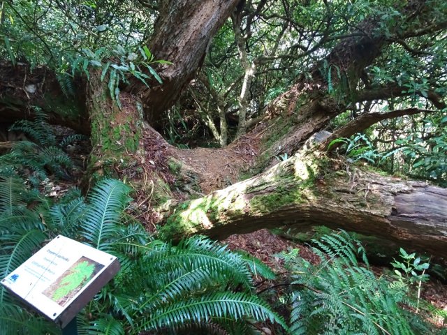 Beaucoup de panneaux pour aider à reconnaître des fougères