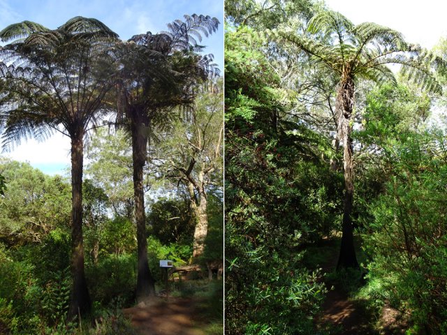 Quelques grands fanjans atteignent des hauteurs raisonnables