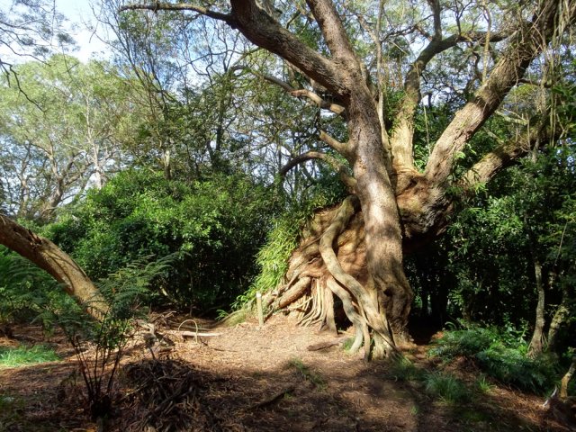 Le plus beau tamarin des Hauts de la petite boucle