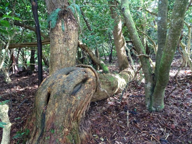 Très rares sont les tamarins qui meurent une fois tombés au sol