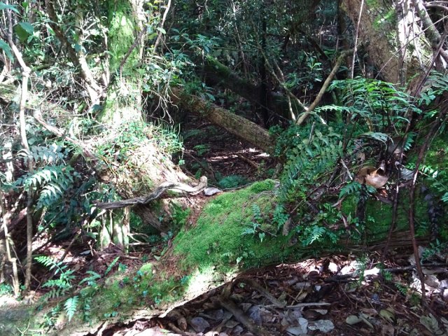 Quelques rares endroits sont plus touffus qu'ailleurs