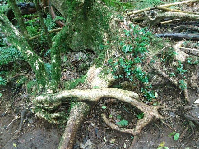 Quelques racines tortueuses durant la balade