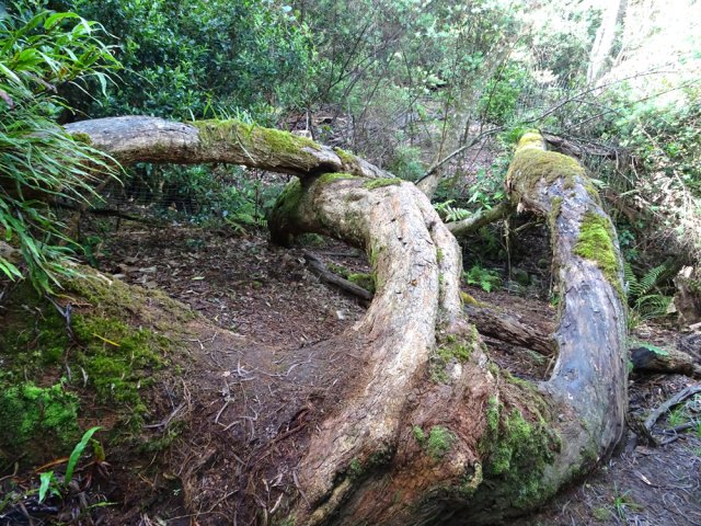 Un autre tamarins couché continuant de vivre