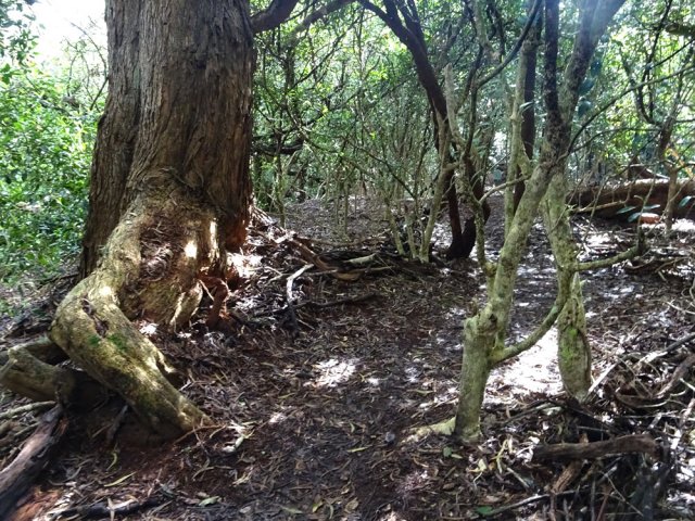 Les derniers tamarins du sentier