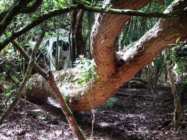 Les bovins recherchent l'ombre de l'autre côté du grillage
