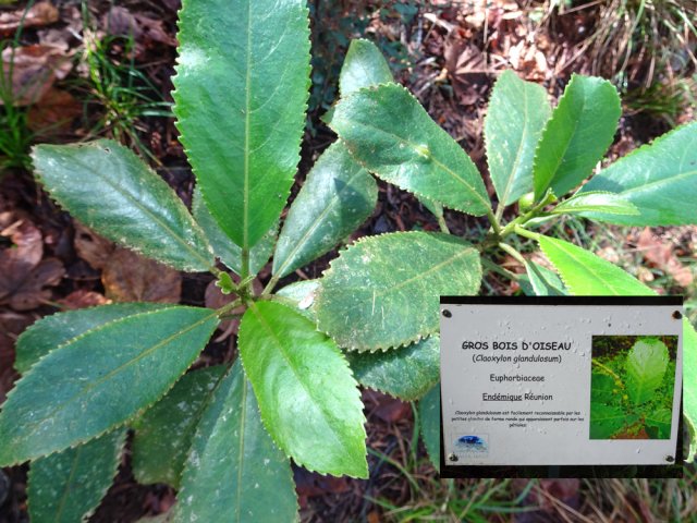 L'occasion de mieux remarquer des arbres plus rares