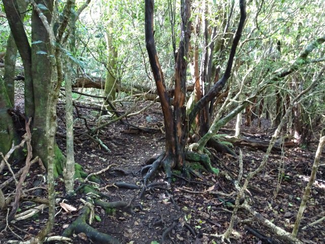 Le change écorce donne parfois l'impression d'avoir été brûlé