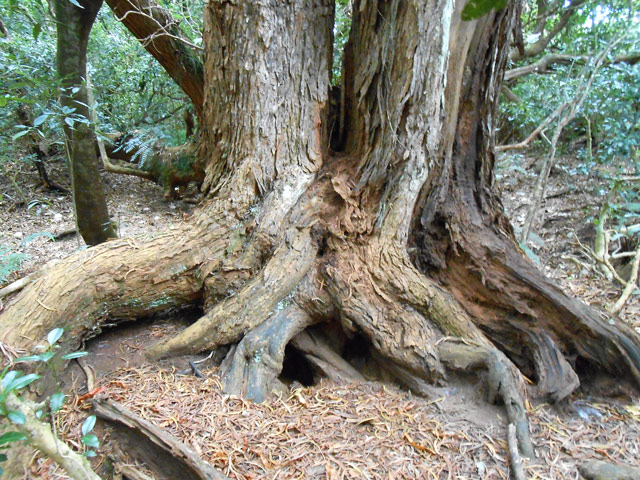 Il reste de beaux spécimens de tamarins