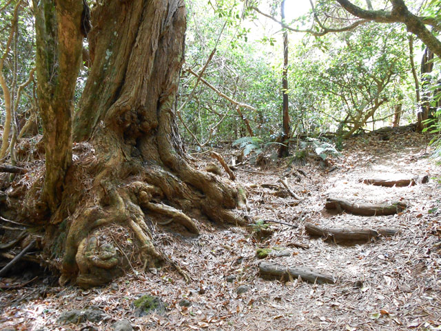 Belles racines le long du sentier