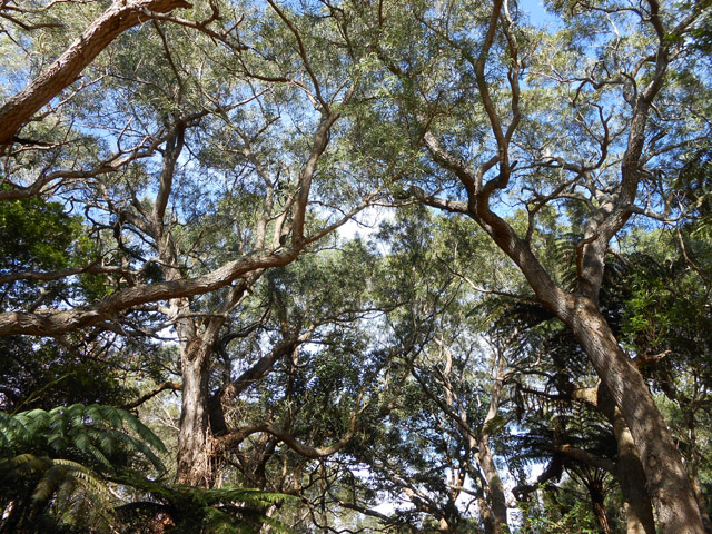Et toujours des tamarins au-dessus de nos têtes