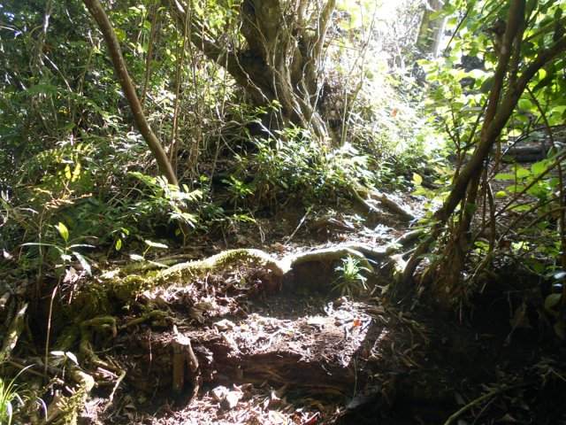 Jeux de lumière sur les racines qui encombrent le sentier