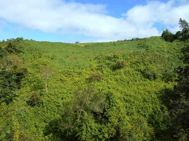 Hélas, la vigne marronne prend possession des versants