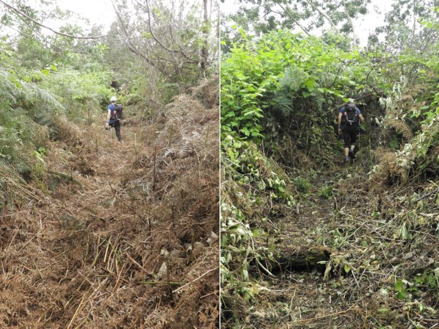 Encore de la vigne marronne mais surtout une longue portion de fougères