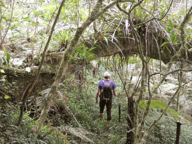 Sentier étroit recouvert de jouvences mais facile à suivre