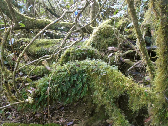 Voyage au pays de la mousse et des arbres centenaires