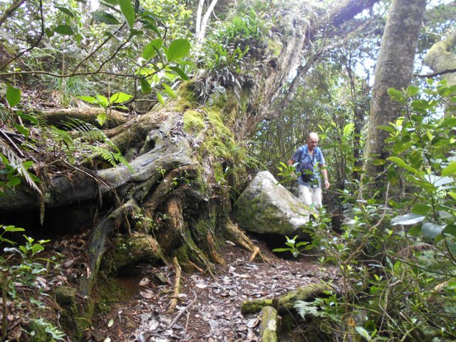 Énormes tamarins des Hauts à l'approche de la route