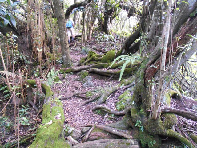 En première partie, belles racines moussues le long des bassins