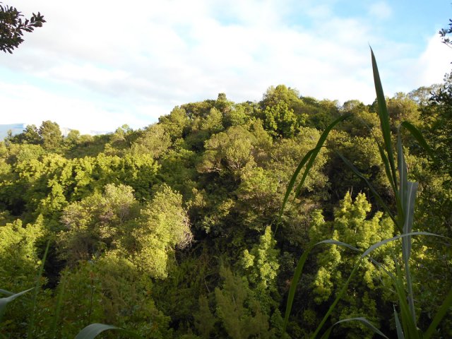L'autre versant de la rivière, très végétalisée
