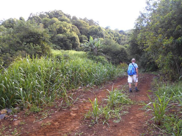 Courte portion sur piste le long des cannes à sucre