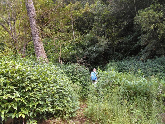 La végétation en bordure de rivière a tendance à envahir