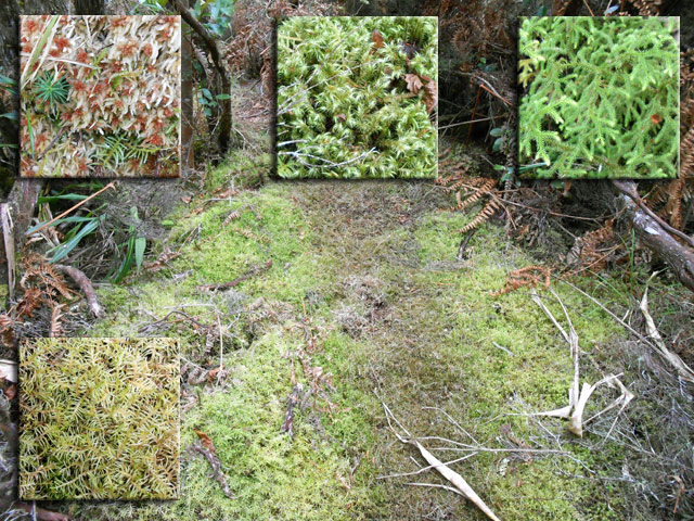 De vrais tapis soyeux par endroits idéaux pour des pauses si le sol est sec