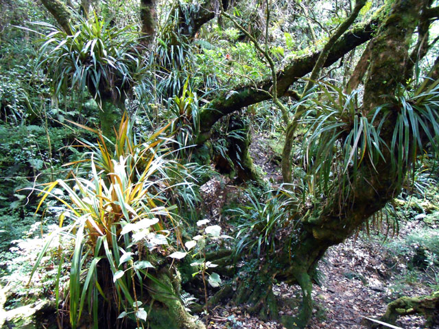 Magnifique forêt primaire qui doit se traverser lentement pour profiter du spectacle