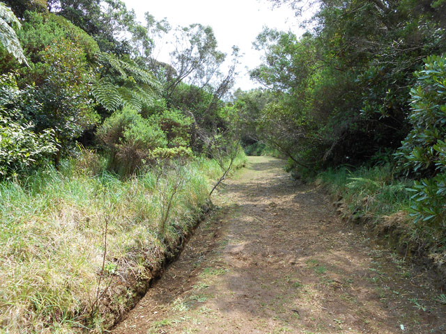 La piste, extrêmement propre, qui traverse la Forêt des Hauts de Montvert