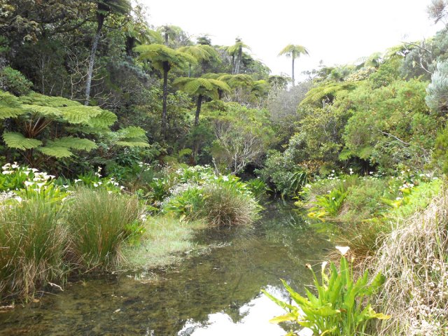 Détour de 50 mètres pour se rendre près de la Mare entourée de fanjans