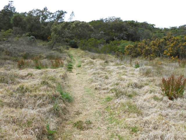Les anciennes prairies se couvrent petit à petit d'ajoncs d'Europe