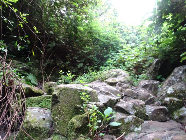 Impossible de remonter les ravines envahies de vigne marronne