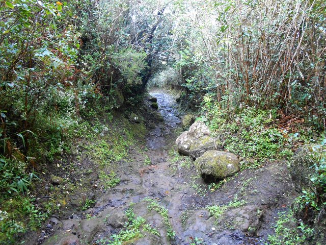 Les goyaviers représentent l'essentiel de la végétation