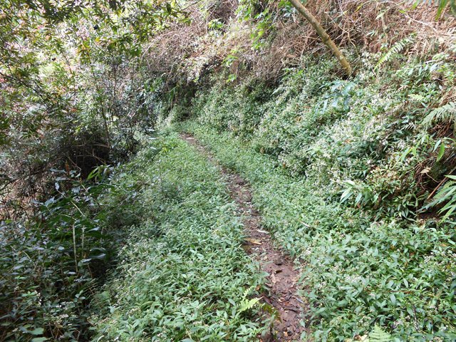 Ici, ce sont les jouvences qui ont envahi le sentier