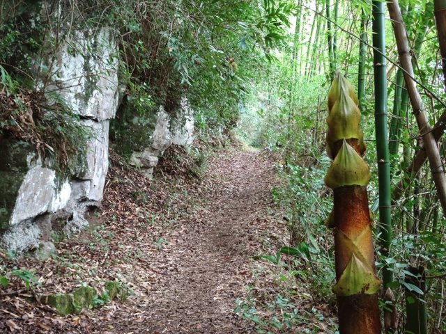 De belles touffes de bambous occupent une partie du ravin sur la droite