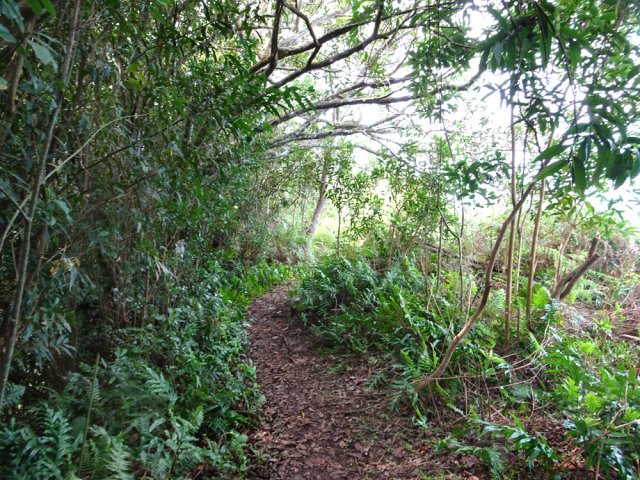 Balade facile en sous-bois