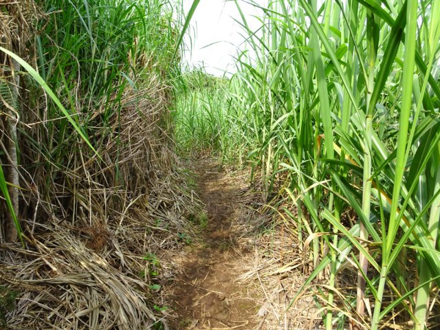 On longe la lisière d'un champ de canne à sucre