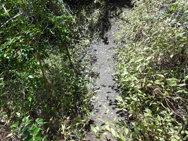 Sentier piétiné, c'est bon signe