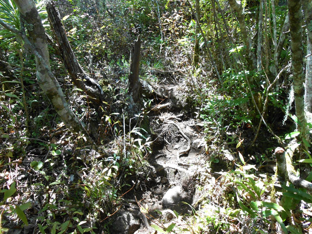 Beau petit sentier sous les bois de couleurs