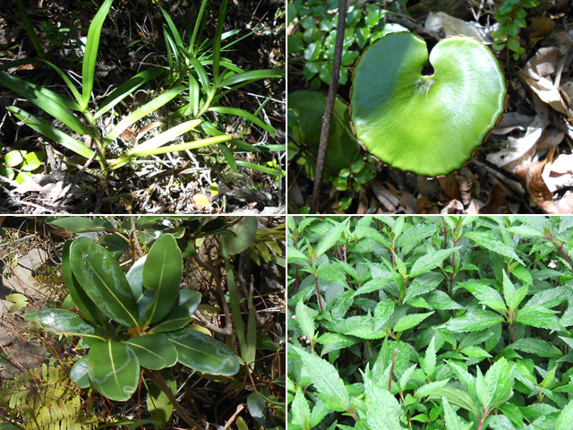 Orchidées et fougères tam-tam omniprésentes. Et bien sûr des jouvences