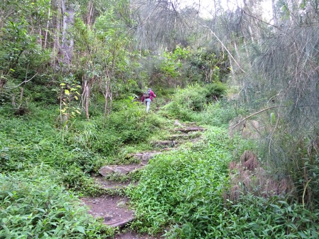 Début de la montée vers le Piton Morel
