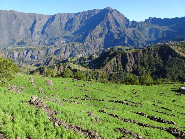 Depuis l'installation de l'irrigation, les champs de lentilles s'agrandissent
