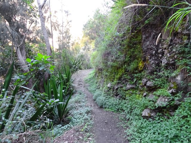 Dernier sentier avant de revenir à Palmiste Rouge