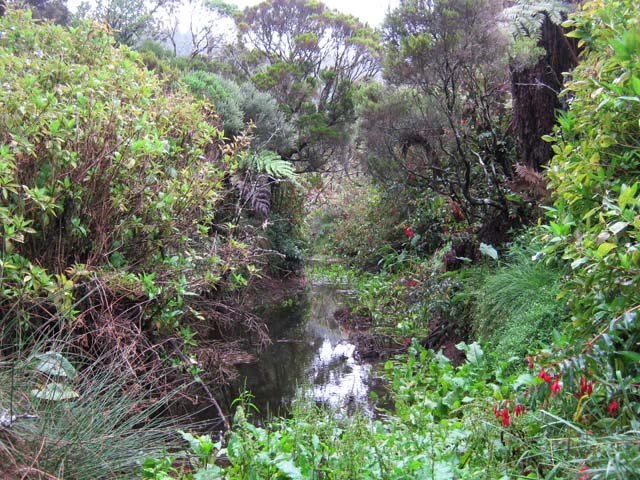 La Ravine du Bras des Calumets, marécageuse et boueuse