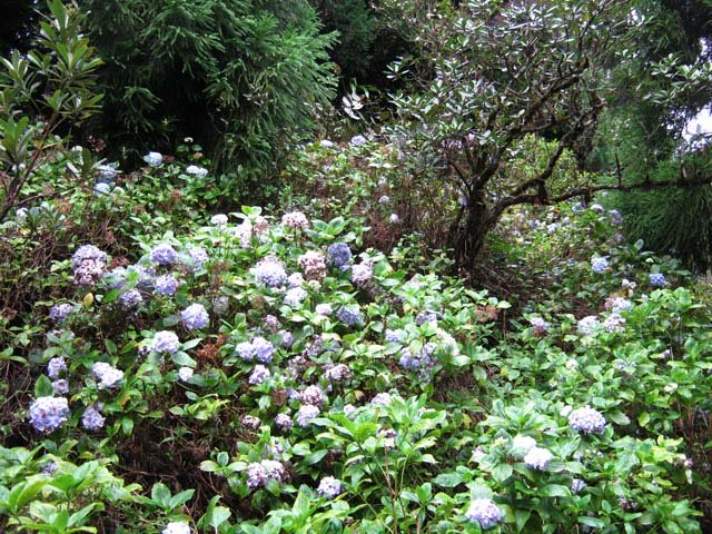 Deux espèces d'hortensias cohabitent tout le long du chemin