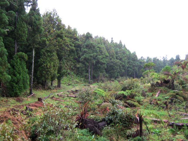 Les arbres abattus chevauchent la ravine du Bras des Calumets