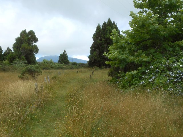 On retrouve les platanes, nombreux dans cette région des Plaines